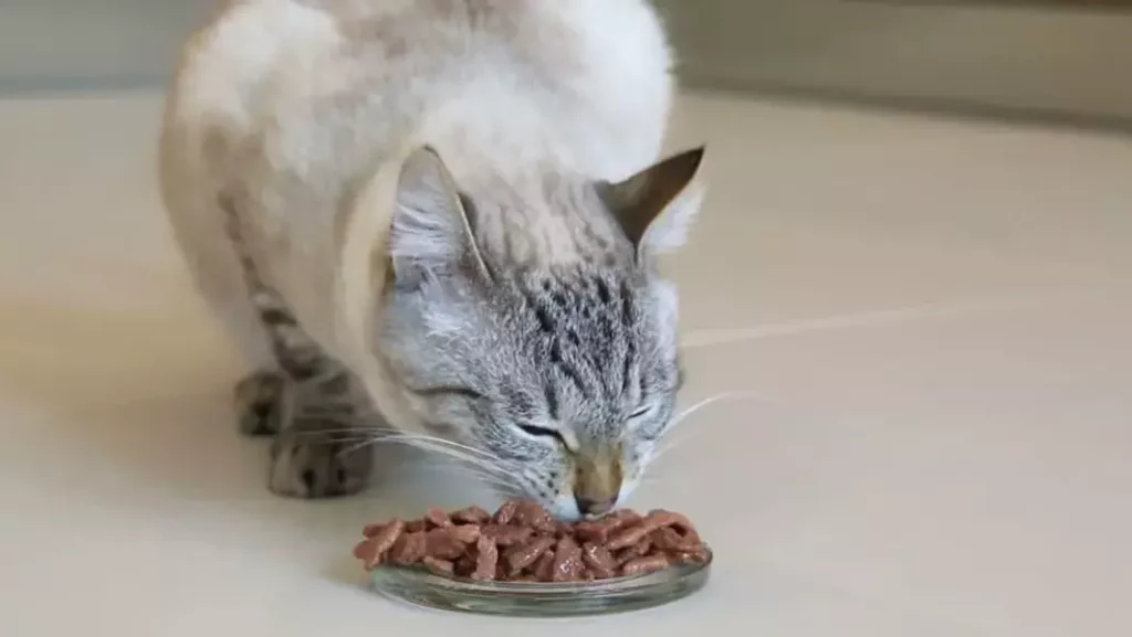 A cat eating wet food from a dish on the floor.