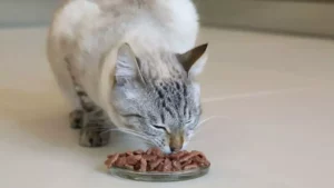wet cat food