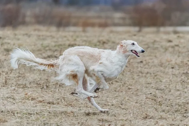 A white Borzoi dog running swiftly through a grassy field.