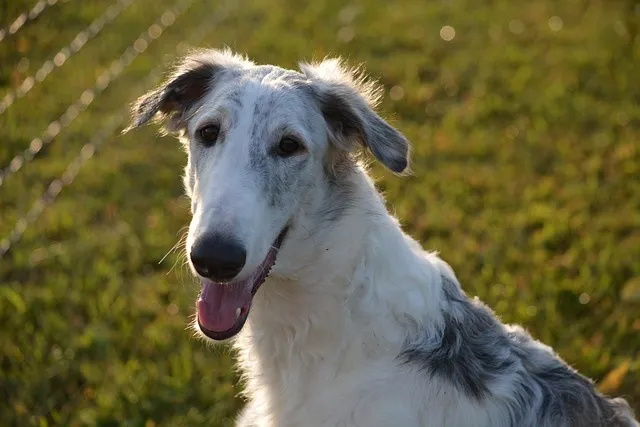 A Borzoi dog with a white and grey coat, sitting outdoors in sunlight.