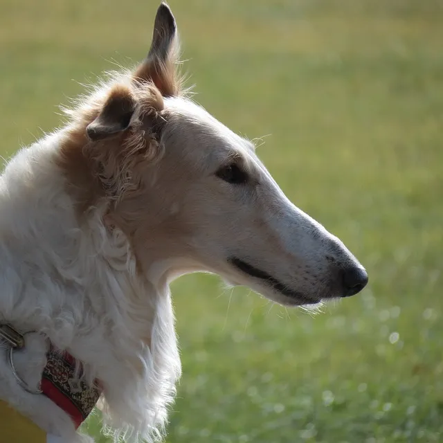 Close-up of a Borzoi dog profile with a green background.