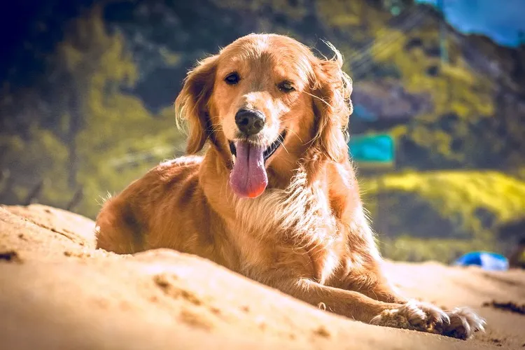 dog lying on sandy ground with tongue out, sunny outdoor background.