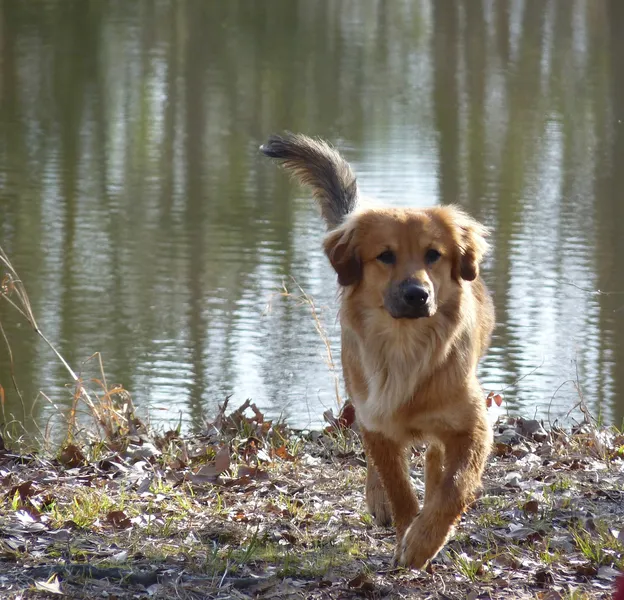 Golden retriever running by a lake with its tail up.