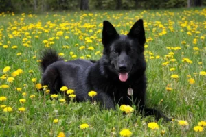 Blue Bay Shepherd lying in a field of dandelions with a happy expression.