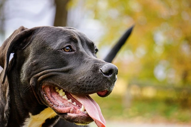 Close-up of Blue Nose Pitbull with a panting tongue, against a blurred autumn background.