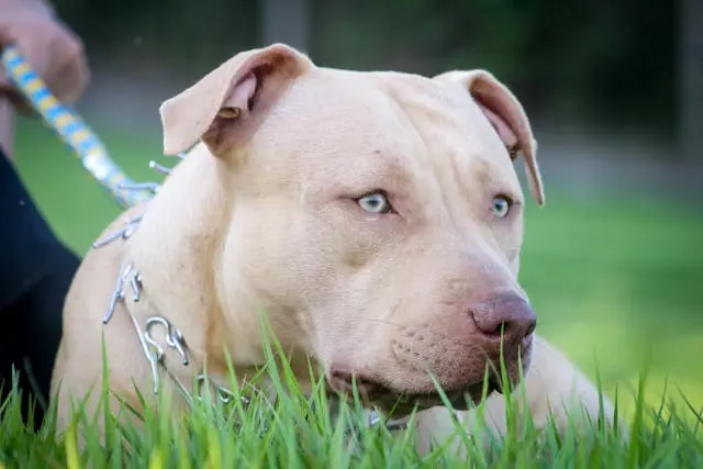 Pitbull Puppy with a chain collar on grass partially obscured by a blurred rectangle.