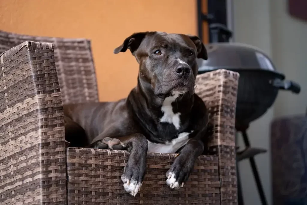 Pitbull lounging in a rattan chair indoors, with a grill in the background.