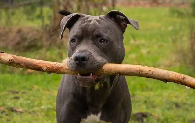 Pitbull Puppy 
 holding a large stick in its mouth outdoors.