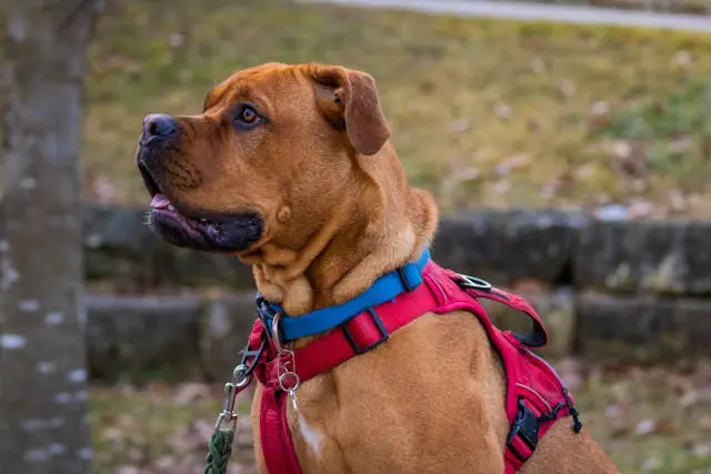 Pitbull with a blue collar and red harness looking to the side outdoors.