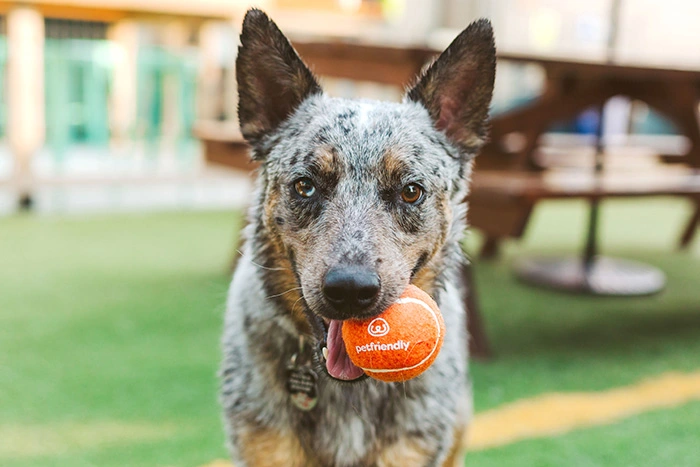 PetFriendly Daily Supplement dog